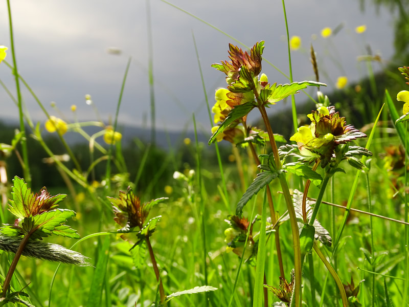 mountain meadow in the Ore mountains [Erzgebirge] with Rhinanthus minor [Yellow Rattle]